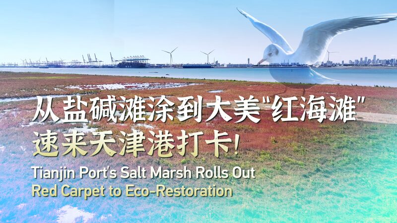 _El_pantano_del_Puerto_de_Tianjin_se_tin_e_de_rojo__un_floreciente_signo_de_eco_restauracio_n_ video poster