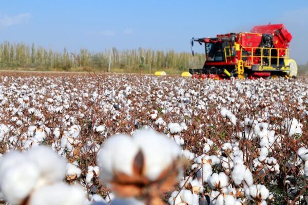 El_papel_crucial_del_norte_de_China_en_alimentar_a_la_nacio_n__