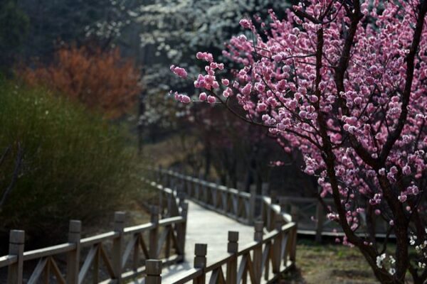 El parque Xiangshan de Pekín estalla en flores con la llegada de la primavera El_parque_Xiangshan_de_Peki_n_estalla_en_flores_con_la_llegada_de_la_primavera video poster