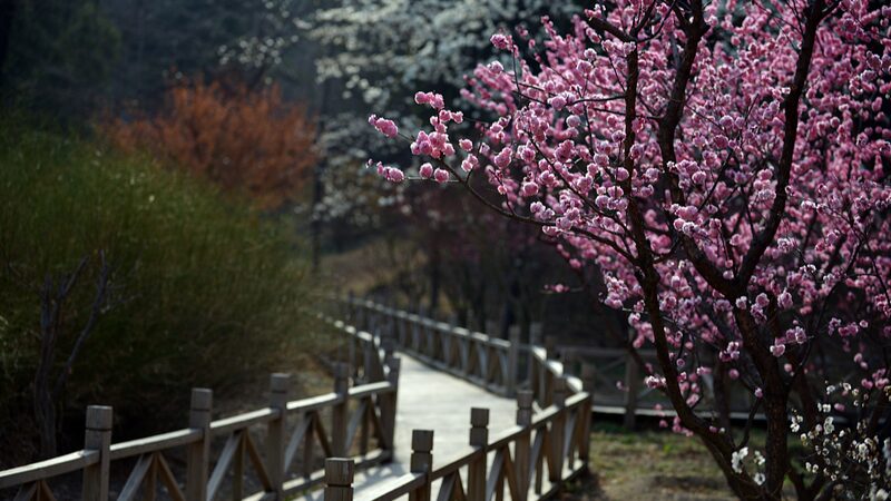 El_parque_Xiangshan_de_Peki_n_estalla_en_flores_con_la_llegada_de_la_primavera video poster