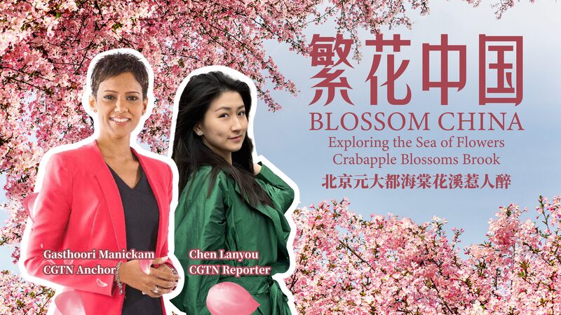 El_parque_Yuan_Dadu_de_Beijing_estalla_en_color_con_5_000_a_rboles_de_manzano_en_flor__ video poster