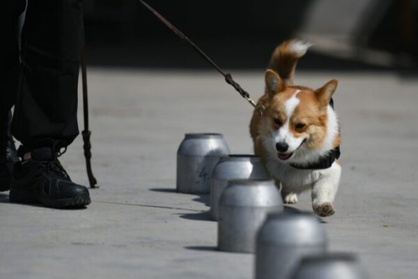 El_primer_perro_polici_a_corgi_de_China_conquista_Internet_con_sus_adorables_ejercicios