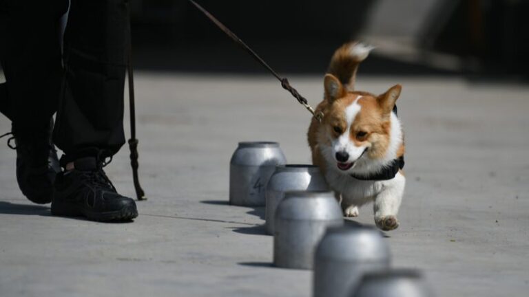 El primer perro policía corgi de China conquista Internet con sus adorables ejercicios El_primer_perro_polici_a_corgi_de_China_conquista_Internet_con_sus_adorables_ejercicios