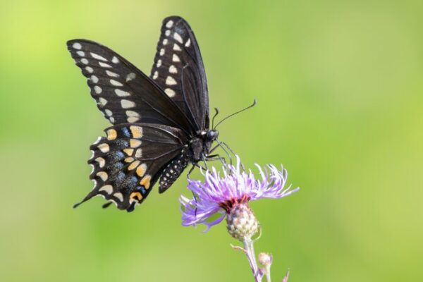 El proyecto de IA de Canadá busca revertir la extinción de insectos 🦋 El_proyecto_de_IA_de_Canada__busca_revertir_la_extincio_n_de_insectos__