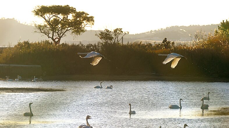 El_recibimiento_invernal_de_Rongcheng___Miles_de_cisnes_regresan_a_casa____