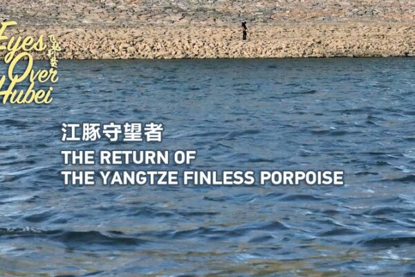 El regreso de las marsopas sin aleta del Yangtsé en Hubei 🐬 El_regreso_de_las_marsopas_sin_aleta_del_Yangtse__en_Hubei__ video poster
