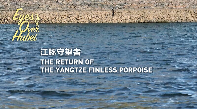 El_regreso_de_las_marsopas_sin_aleta_del_Yangtse__en_Hubei__ video poster