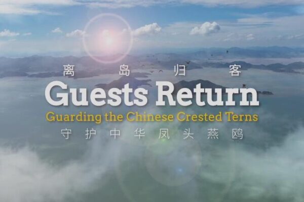 El_regreso_de_las_to_rsalas_crestadas_chinas__una_esperanza_alada___ video poster