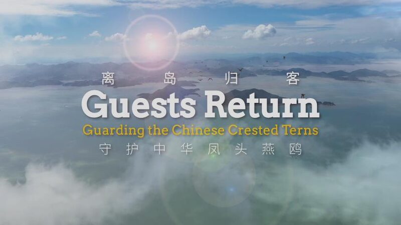 El_regreso_de_las_to_rsalas_crestadas_chinas__una_esperanza_alada___ video poster