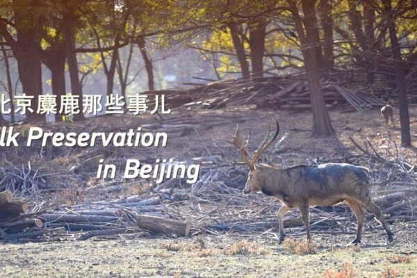 ¡El regreso del alce! El ‘Sibuxiang’ de China prospera nuevamente después de 37 años 🎉 _El_regreso_del_alce__El__Sibuxiang__de_China_prospera_nuevamente_despue_s_de_37_an_os__ video poster