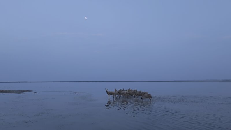_El_regreso_del_ciervo_Milu_en_la_Reserva_Dafeng_de_Jiangsu____ video poster