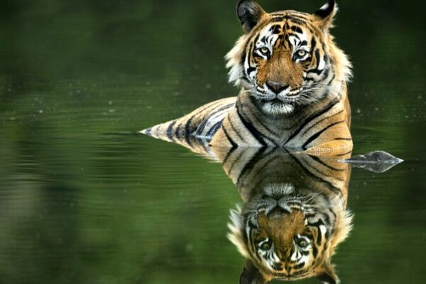 El_regreso_salvaje_de_Camboya__Ca_maras_preparadas_para_traer_tigres_de_vuelta_a_la_jungla___