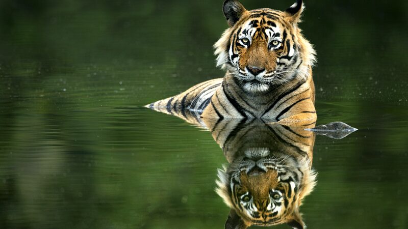 El_regreso_salvaje_de_Camboya__Ca_maras_preparadas_para_traer_tigres_de_vuelta_a_la_jungla___