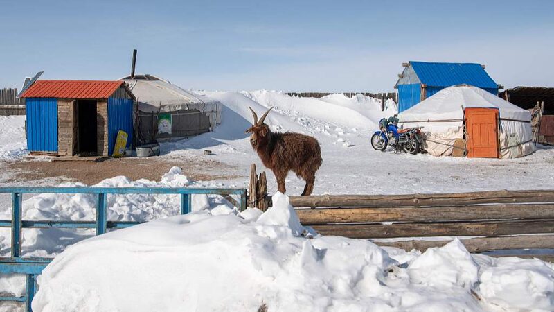 El_severo_invierno_de_Mongolia_mata_a_ma_s_de_2_millones_de_animales____