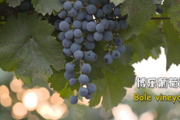 El tesoro oculto de China: Viñedos de Bole en Xinjiang El_tesoro_oculto_de_China__Vin_edos_de_Bole_en_Xinjiang video poster
