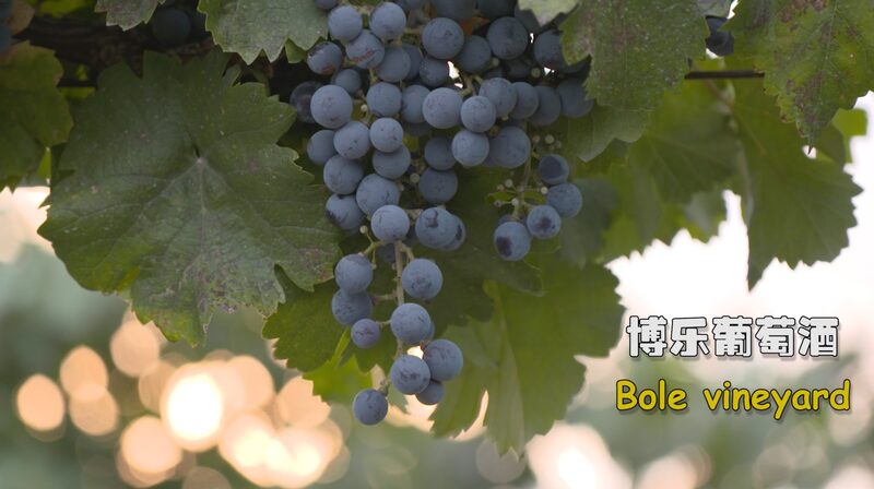 El_tesoro_oculto_de_China__Vin_edos_de_Bole_en_Xinjiang video poster