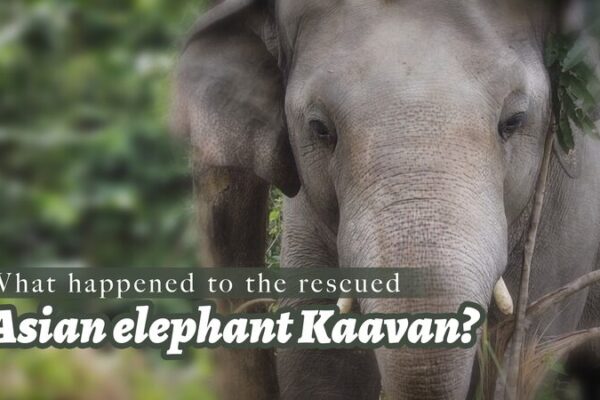 El viaje de Kaavan: De elefante solitario a estrella del santuario El_viaje_de_Kaavan__De_elefante_solitario_a_estrella_del_santuario video poster