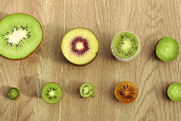 El viaje fructífero del kiwi: de China a Nueva Zelanda y de regreso El_viaje_fructi_fero_del_kiwi__de_China_a_Nueva_Zelanda_y_de_regreso