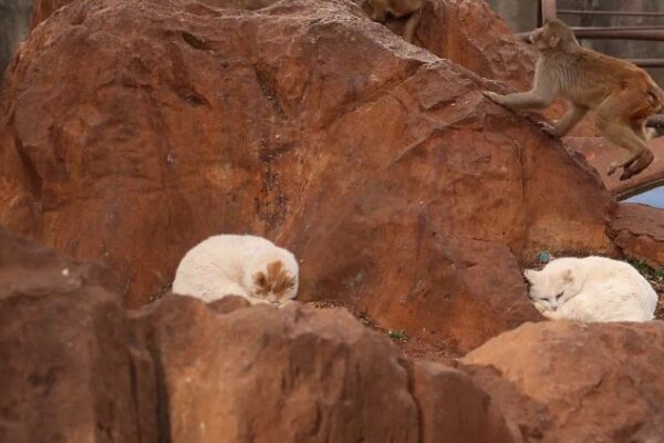 El zoológico separa a los gatos de los monos tras protestas públicas 🐱🐵 El_zoolo_gico_separa_a_los_gatos_de_los_monos_tras_protestas_pu_blicas___