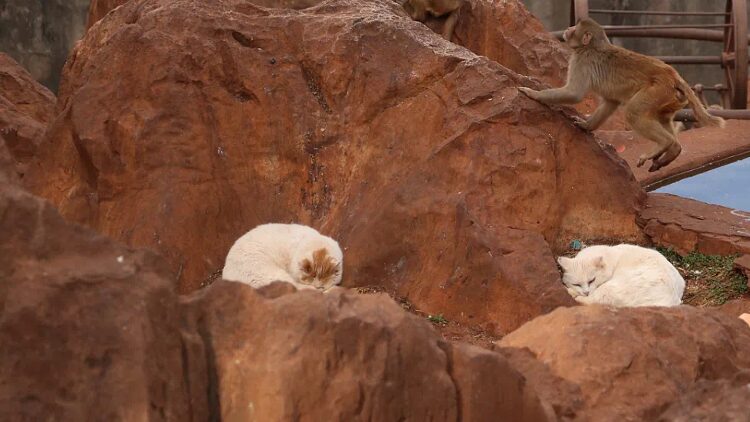 El_zoolo_gico_separa_a_los_gatos_de_los_monos_tras_protestas_pu_blicas___