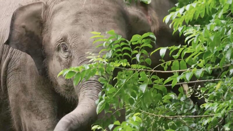 Elefantes_Asia_ticos_Regresan_a_Casa__Esfuerzos_de_Reintroduccio_n_en_Yunnan__SW_China___ video poster