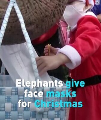 Elefantes_tailandeses_contagian_alegri_a_con_mascarillas__una_Navidad_u_nica_en_Ayutthaya video poster