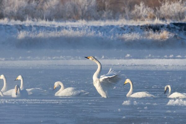 Elegantes cisnes bailan en la niebla matutina sobre el Río Negro de China 🌅🦢 Elegantes_cisnes_bailan_en_la_niebla_matutina_sobre_el_Ri_o_Negro_de_China___
