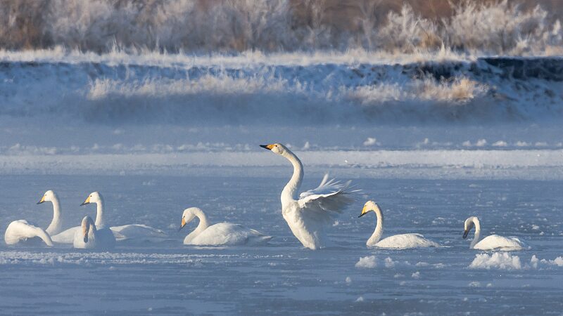 Elegantes_cisnes_bailan_en_la_niebla_matutina_sobre_el_Ri_o_Negro_de_China___