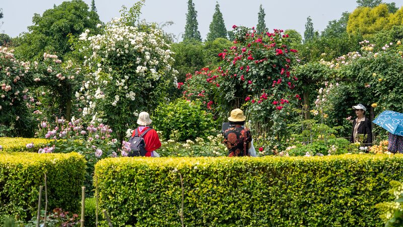 Embajadora_de_la_Expo_Internacional_de_Horticultura_Desata_un_Auge_en_la_Jardineri_a