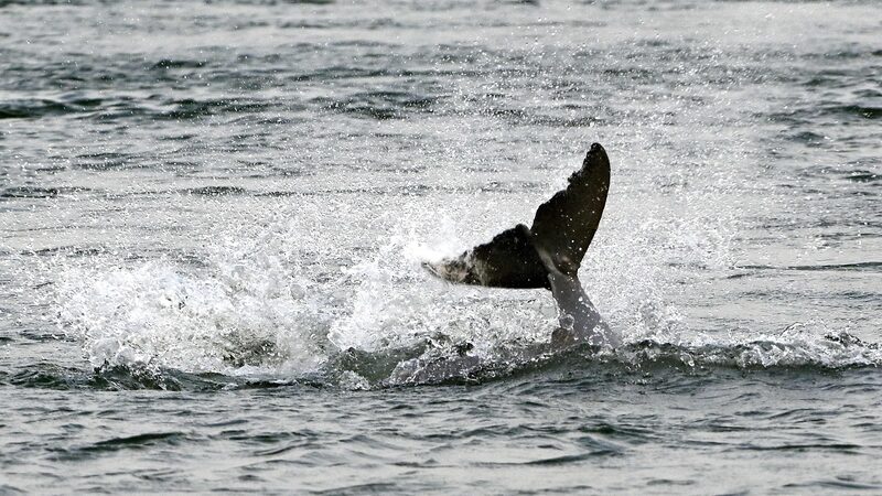 Emocionante_aumento_en_la_poblacio_n_de_delfines_del_Irrawaddy_en_peligro_de_extincio_n_en_Camboya___