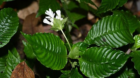 _Emocionante_nueva_especie_de_planta_descubierta_en_la_provincia_de_Yunnan__China___