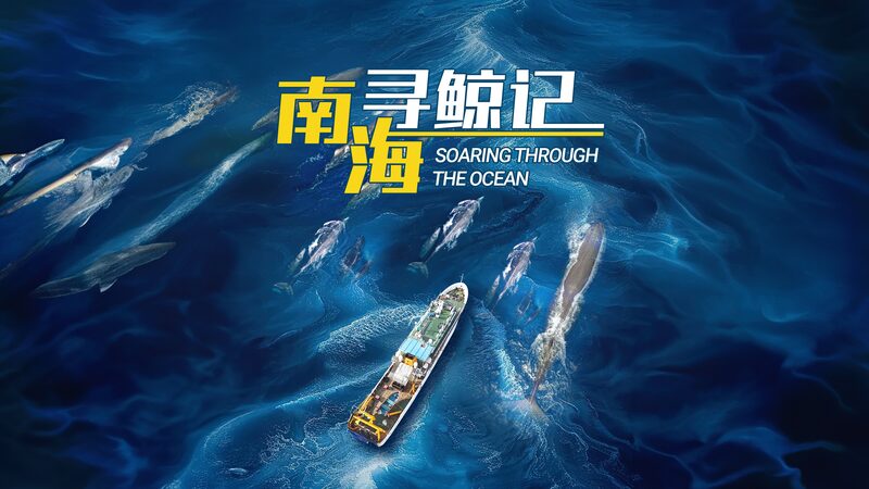 Emprende_una_aventura_ocea_nica__El_regreso_de_una_ballena_rescatada_al_Mar_de_China_Meridional video poster