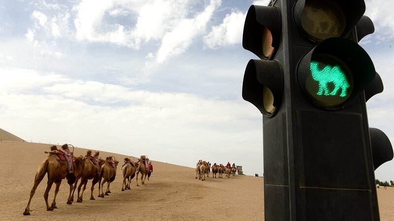 _En_Dunhuang__incluso_los_camellos_obedecen_los_sema_foros____