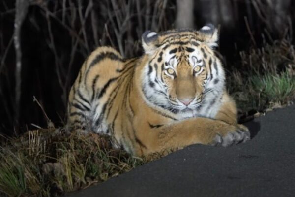 Encuentro Salvaje de un Guardabosques con un Tigre Siberiano en la Provincia de Jilin, China Encuentro_Salvaje_de_un_Guardabosques_con_un_Tigre_Siberiano_en_la_Provincia_de_Jilin__China video poster