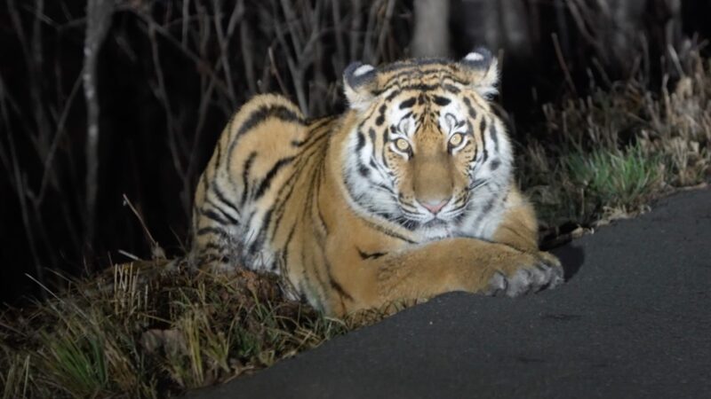 Encuentro_Salvaje_de_un_Guardabosques_con_un_Tigre_Siberiano_en_la_Provincia_de_Jilin__China video poster