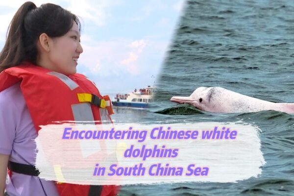 Encuentro con el delfín blanco chino en la Bahía de Leizhou 🐬✨ Encuentro_con_el_delfi_n_blanco_chino_en_la_Bahi_a_de_Leizhou___ video poster