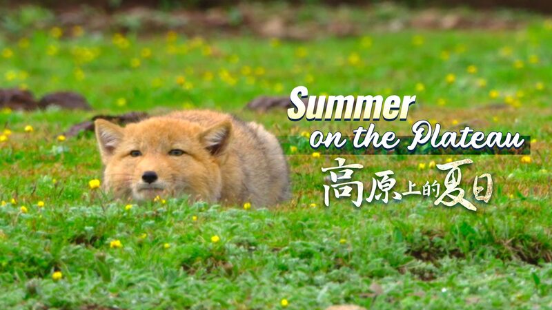 Encuentros_E_picos__Zorros_Tibetanos_vs__Marmotas_en_la_Meseta_de_Qinghai video poster