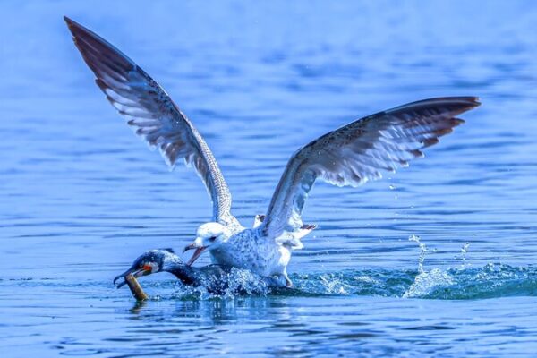 Enfrentamiento_de_Aves_en_el_Lago_Dingxiang__Cormoranes_vs__Gaviotas_en_Lucha_por_Comida____