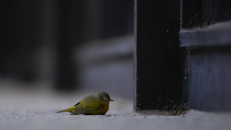 Entusiastas_salvan_aves_migratorias_de_los_peligros_de_los_rascacielos_de_Chicago