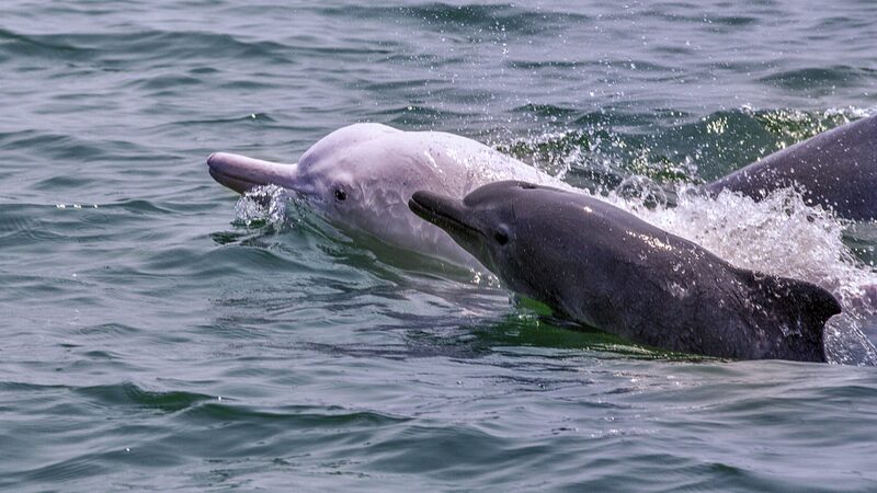 Equipo_de_EE__UU__se_une_al_esfuerzo_global_para_salvar_a_los_delfines_rosados_chinos___