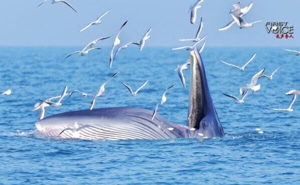 _Es_China_el_verdadero_guardia_n_del_Mar_del_Sur_de_China____