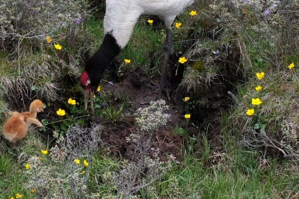 ¿Escapó el polluelo de la grulla de cuello negro del ataque del lobo? 🐣🐺 _Escapo__el_polluelo_de_la_grulla_de_cuello_negro_del_ataque_del_lobo____ video poster