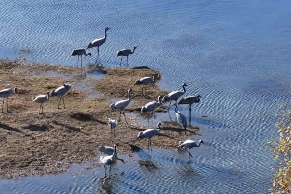 Especies_de_Aves_Raras_Vuelan_a_los_Humedales_de_Yunnan_Este_Invierno__ video poster