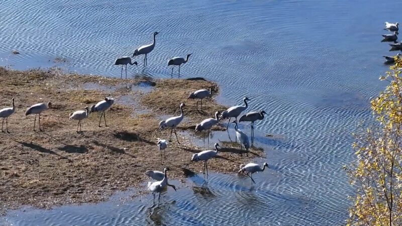 Especies_de_Aves_Raras_Vuelan_a_los_Humedales_de_Yunnan_Este_Invierno__ video poster