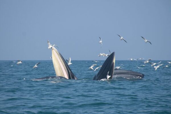 Especies marinas raras recuperan un paraíso oceánico en el sur de China Especies_marinas_raras_recuperan_un_parai_so_ocea_nico_en_el_sur_de_China
