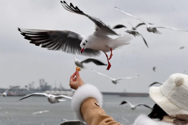 Espectacular migración de gaviotas llena los cielos invernales de Qingdao Espectacular_migracio_n_de_gaviotas_llena_los_cielos_invernales_de_Qingdao
