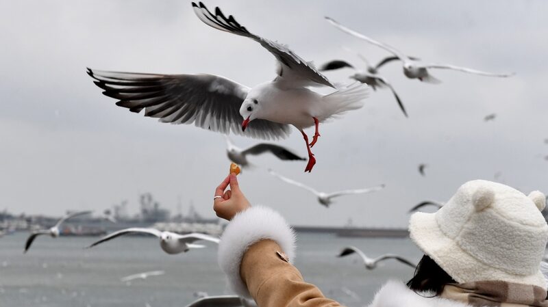Espectacular_migracio_n_de_gaviotas_llena_los_cielos_invernales_de_Qingdao