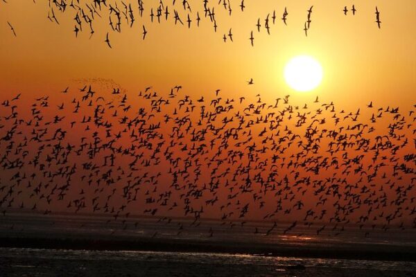 Estuario del Río Yalu: El aeropuerto natural para aves migratorias ✈️🌊 Estuario_del_Ri_o_Yalu__El_aeropuerto_natural_para_aves_migratorias____