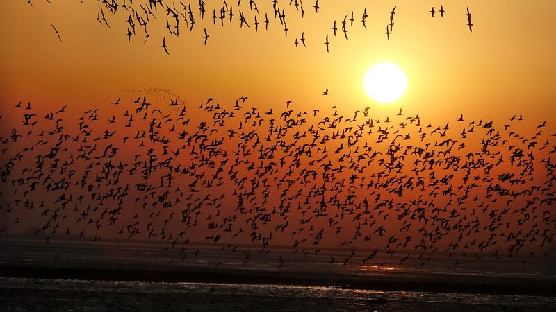 Estuario_del_Ri_o_Yalu__El_aeropuerto_natural_para_aves_migratorias____