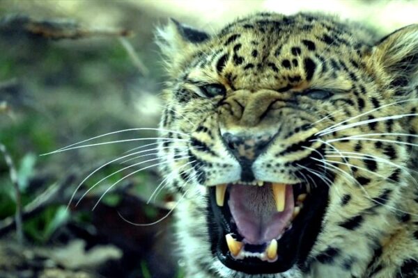 Expedicio_n_de_leopardos_en_Shanxi__Aventura_juvenil_en_la_biodiversidad_de_China video poster